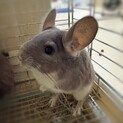 チンチラ（バイオレット）里親募集（ら）