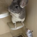 チンチラ（バイオレット）里親募集（く）