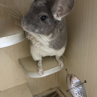 チンチラ（バイオレット）里親募集（く）