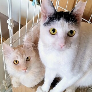 崩壊レスキュー◇長毛&オカッパちゃん