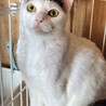 崩壊レスキュー◇長毛&オカッパちゃん サムネイル6