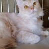 崩壊レスキュー◇長毛&オカッパちゃん サムネイル3