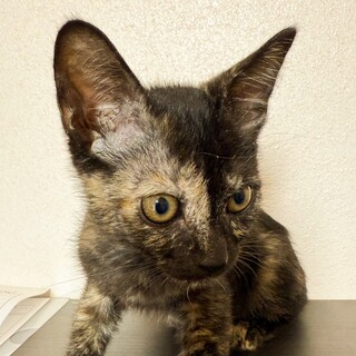 おとなしい性格で美猫❤️まつり