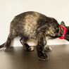 おとなしい性格で美猫❤️まつり サムネイル3