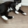 おひざ猫♡白黒靴下ちゃん♡4ヶ月