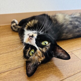 出産を頑張った穏やかな美女サビ猫ちゃん