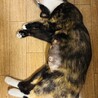 出産を頑張った穏やかな美女サビ猫ちゃん サムネイル2