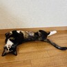 出産を頑張った穏やかな美女サビ猫ちゃん サムネイル3