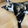 出産を頑張った穏やかな美女サビ猫ちゃん サムネイル4