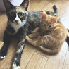 出産を頑張った穏やかな美女サビ猫ちゃん サムネイル6