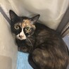 出産を頑張った穏やかな美女サビ猫ちゃん サムネイル5
