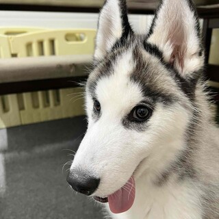 『はん』子犬らしく活発で元気