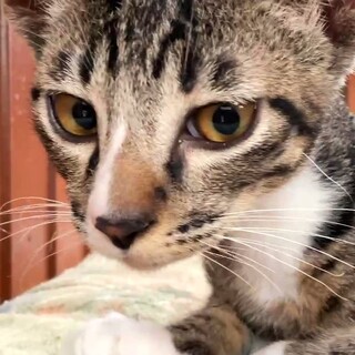 尾長でイケメンなキジシロくん