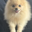 小さくてしっかり者のチワポメのキキちゃん