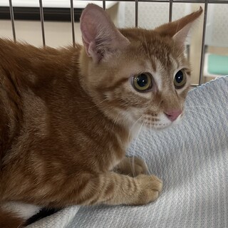 アメショ柄茶トラ猫フェスタくん去勢済