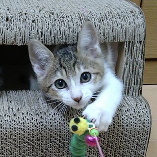 終生飼える方求む
