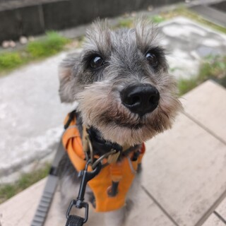 お散歩・ごはん大好き！人も大好き！トリナちゃん