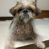 人が大好きな甘えん坊　チャロくん サムネイル3