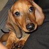 oliver13