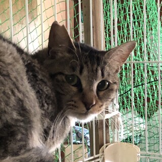 幸せの輪のしっぽ　ホープくん