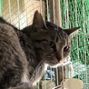 幸せの輪のしっぽ　ホープくん サムネイル2