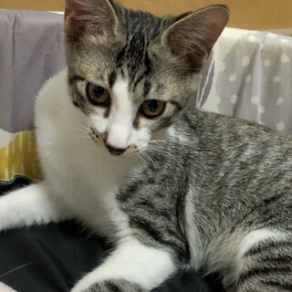 人馴れ◎猫馴れ◎甘えん坊のほんわか男子