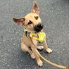 さみしんぼうで甘えん坊なミック