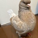 大型のハト　キングモンディーンピジョン