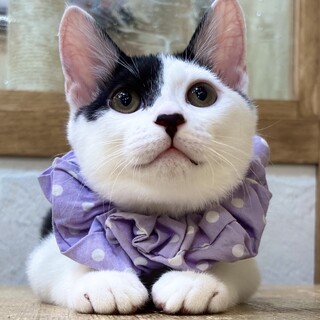 もちもちなぎくん