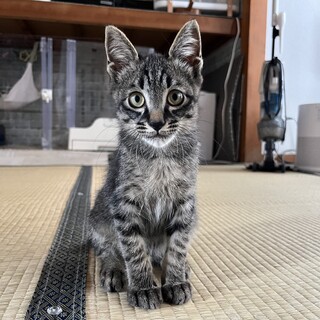 物怖じしない！キジトラくん
