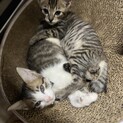 2ヶ月オス猫