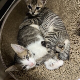2ヶ月オス猫