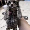 2ヶ月オス猫 サムネイル2
