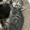 2ヶ月オス猫 サムネイル3