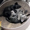 2ヶ月オス猫 サムネイル4