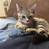 はやぽっけ