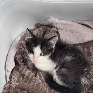 兄妹子猫の家族になってくれる方