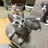 ヤンチャで食いしん坊なウリくん