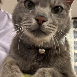 大きな身体でズッシリ甘えてくるコロネくん