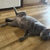 大きな身体でズッシリ甘えてくるコロネくん