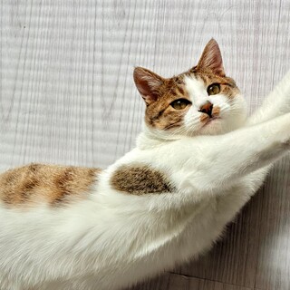 にゃーにゃーおしゃべりな甘えん坊♡キジ白ちゃん