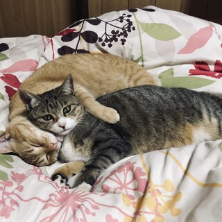 トラ＆ミミ　仲良し2匹を一緒に飼ってくださる方！