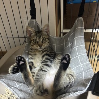 キジ子猫