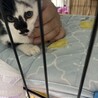 柄が珍しいオスの子猫 サムネイル4