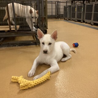 岡山市保健所⭐︎元気で優しい幼犬の男の子！