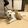 岡山市保健所⭐︎元気で優しい幼犬の男の子！ サムネイル2