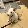 岡山市保健所⭐︎元気で優しい幼犬の男の子！ サムネイル3