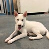 岡山市保健所⭐︎元気で優しい幼犬の男の子！ サムネイル4