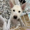 岡山市保健所⭐︎元気で優しい幼犬の男の子！ サムネイル5