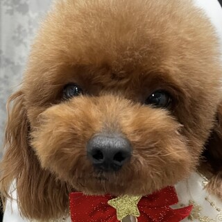 アプリコットヘアーの元気」東京都 - 犬の里親募集(520901) 1枚目の